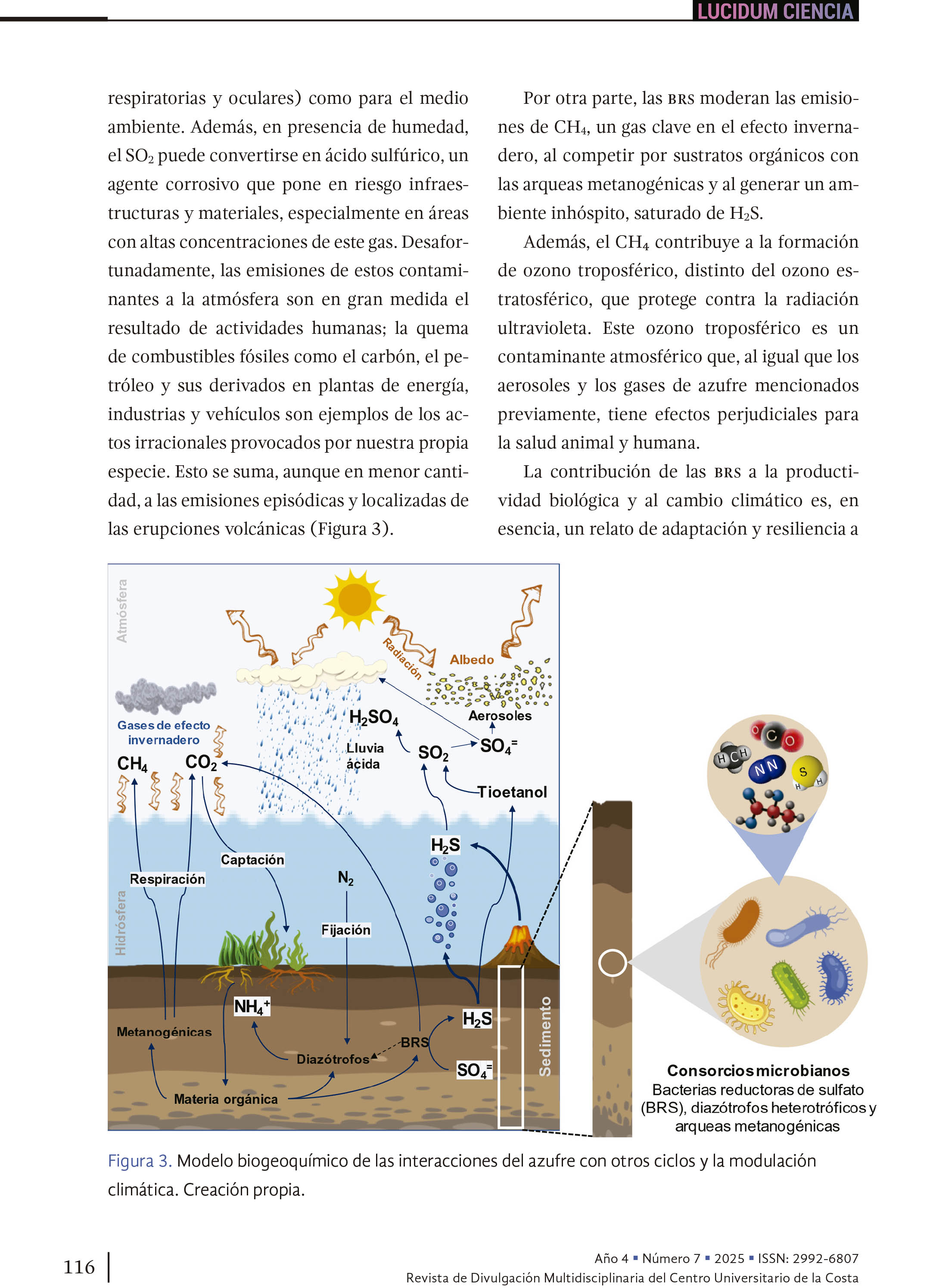 13. Las bacterias del olor a… ¡huevo podrido!
