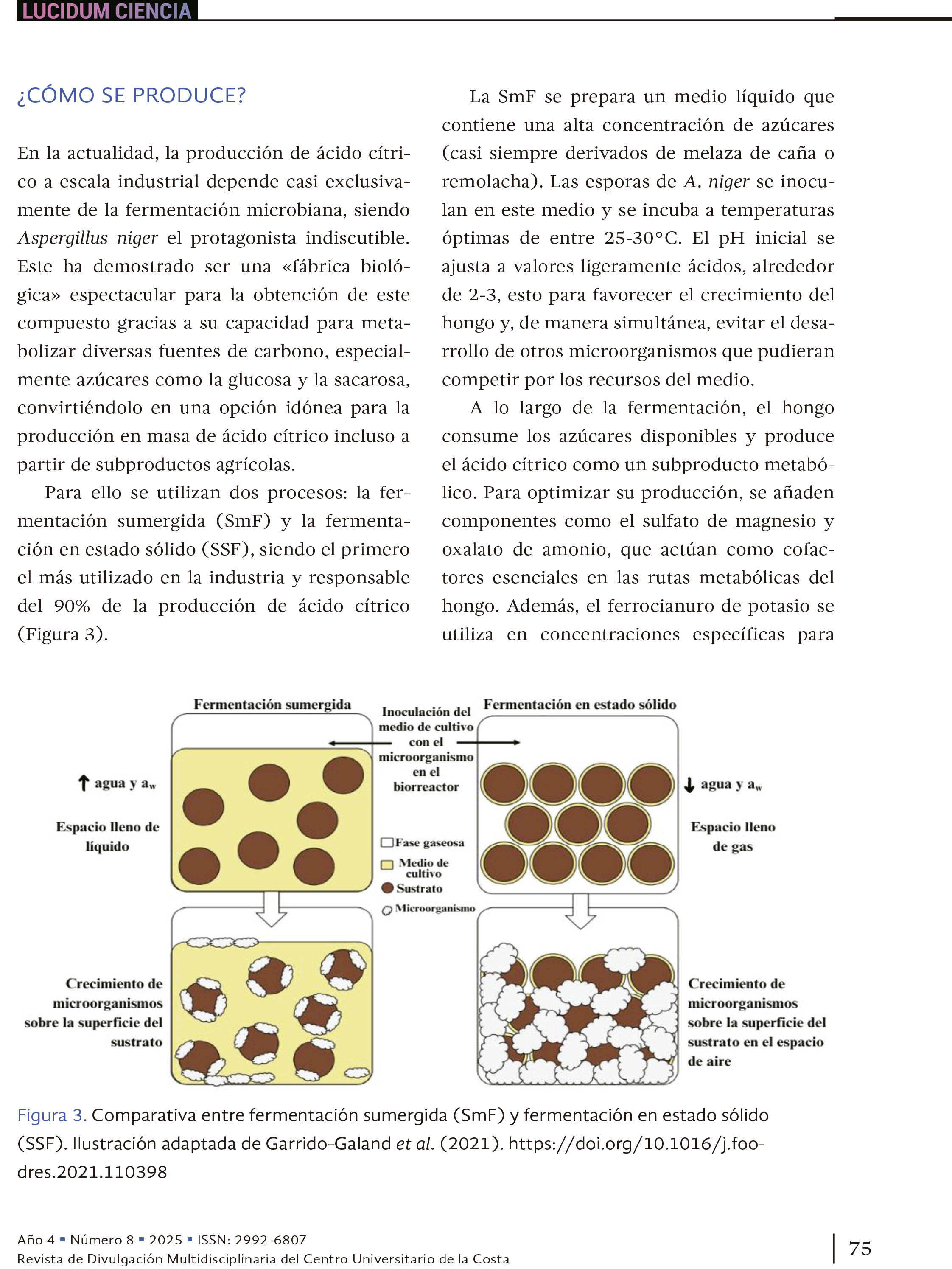 Entre micelios y mercados: los hongos Aspergillus niger y Saccharomyces cerevisiae