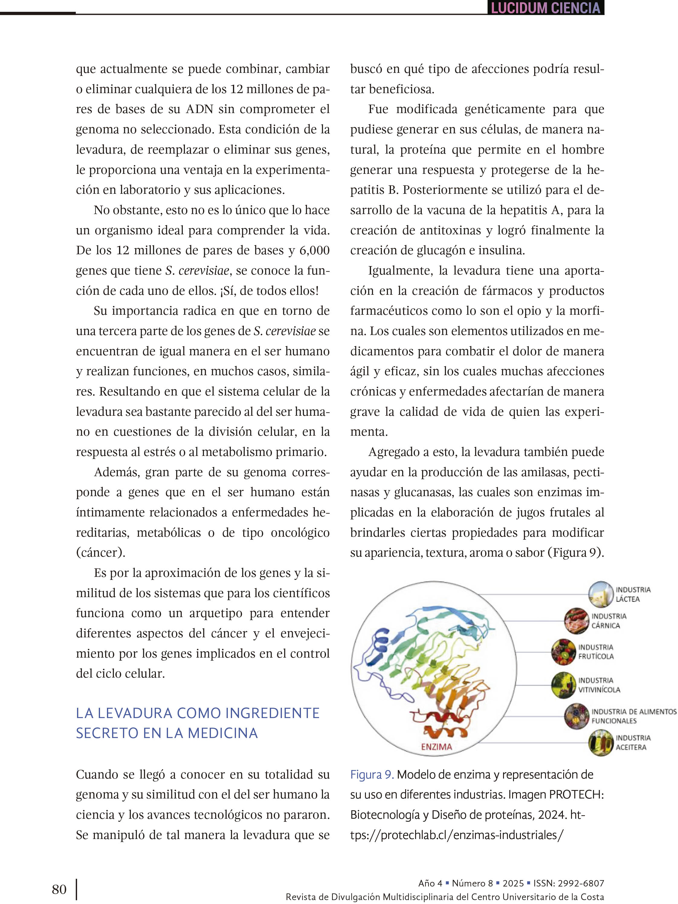 Entre micelios y mercados: los hongos Aspergillus niger y Saccharomyces cerevisiae