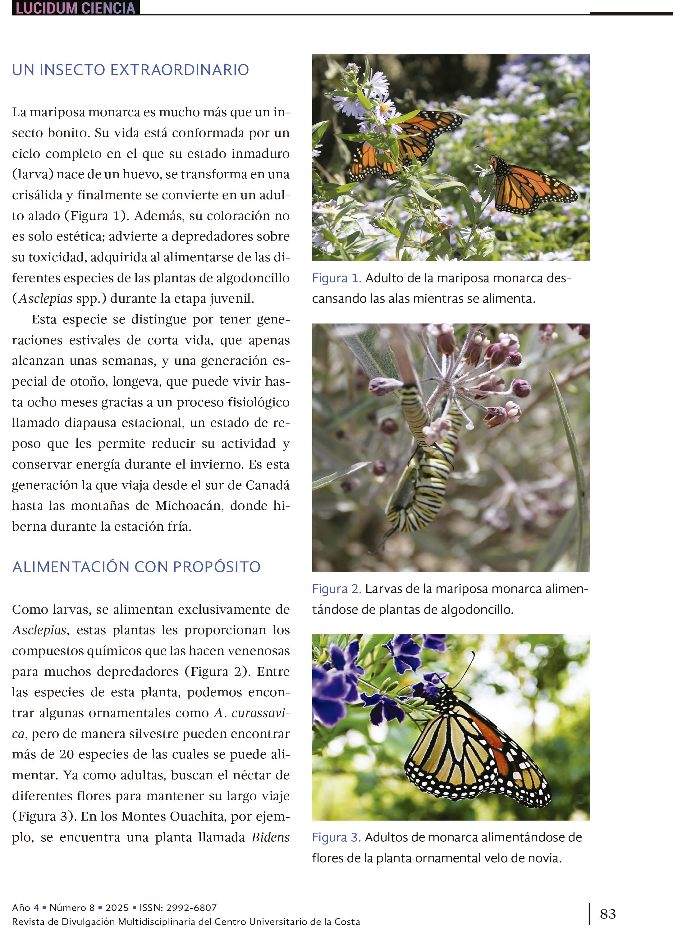 La mariposa monarca el espíritu alado de los Purépechas