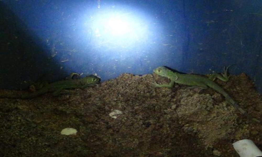 Más de 1600 Iguanas podrán Eclosionar en la UMA Reptilario Cipactli