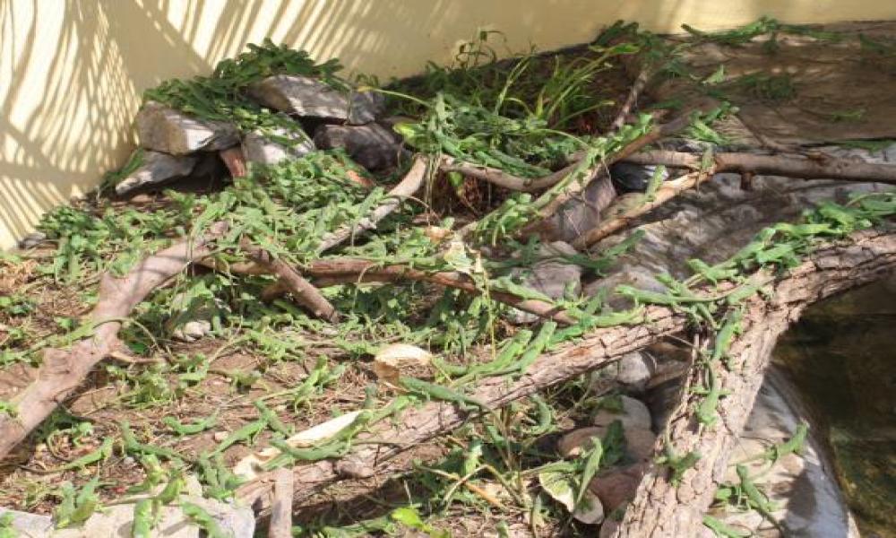 Más de 1600 Iguanas podrán Eclosionar en la UMA Reptilario Cipactli