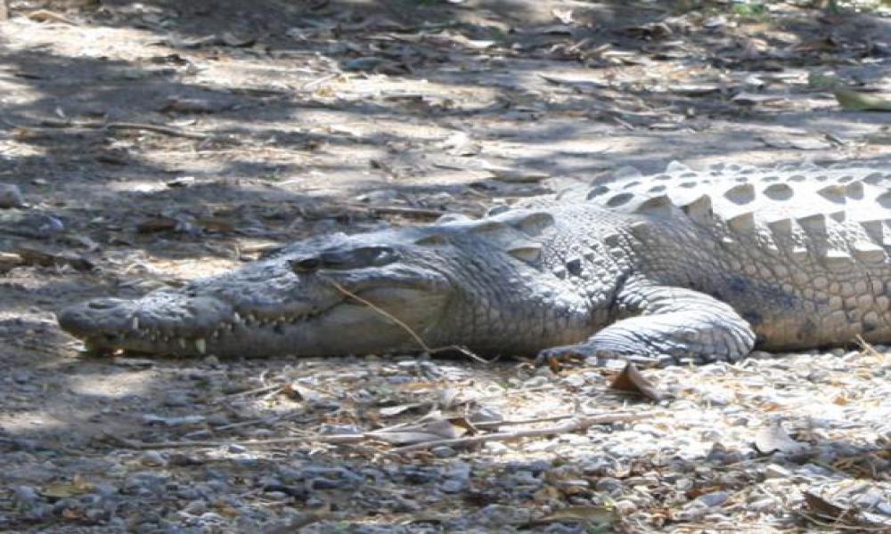 Los Reptiles “Mitos y Realidades” en Sábados de la Ciencia del CUCosta