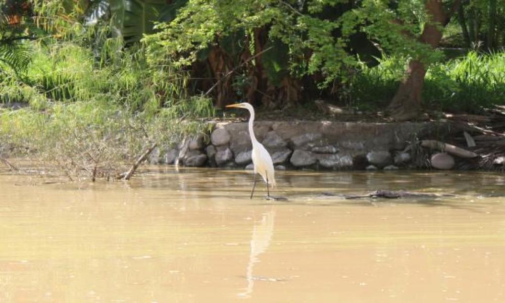Más de 1600 Iguanas podrán Eclosionar en la UMA Reptilario Cipactli