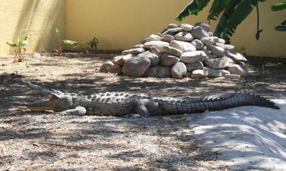 Los Reptiles “Mitos y Realidades” en Sábados de la Ciencia del CUCosta