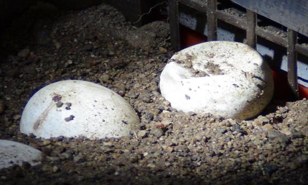 Más de 1600 Iguanas podrán Eclosionar en la UMA Reptilario Cipactli