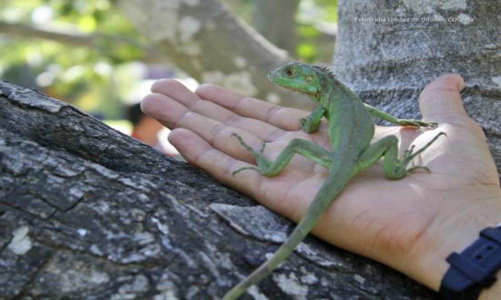 Concluye con Éxito Celebración y Homenaje a 50 años de la filmación de "La Noche de la Iguana"
