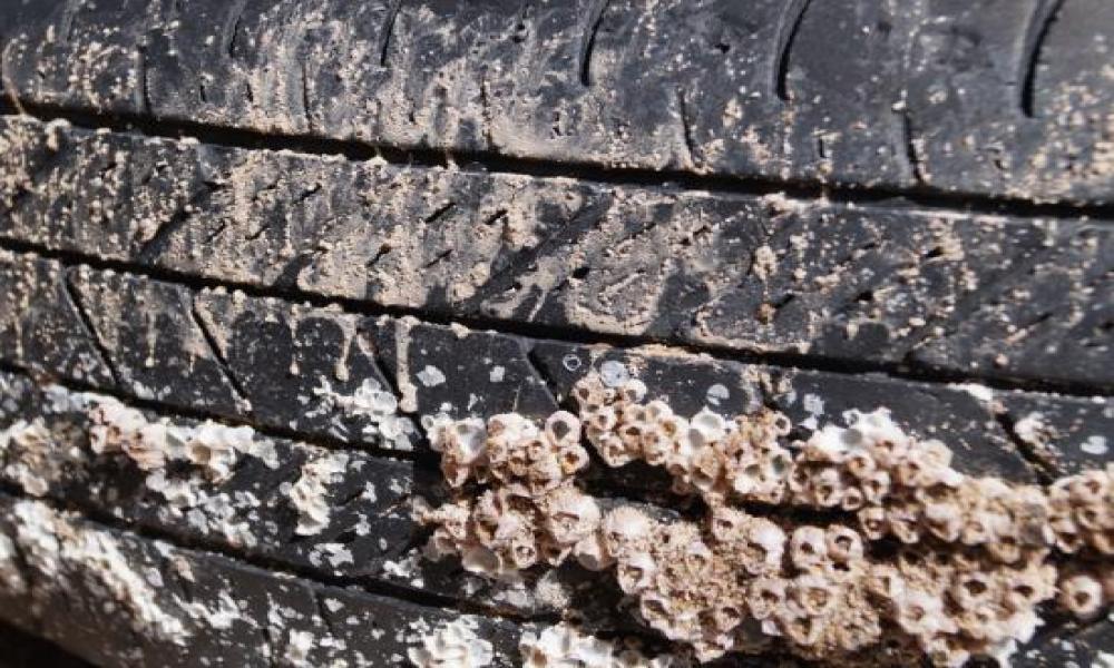 Reúnen cerca de 13 toneladas de Residuos en el Día Internacional de Limpieza de Playas