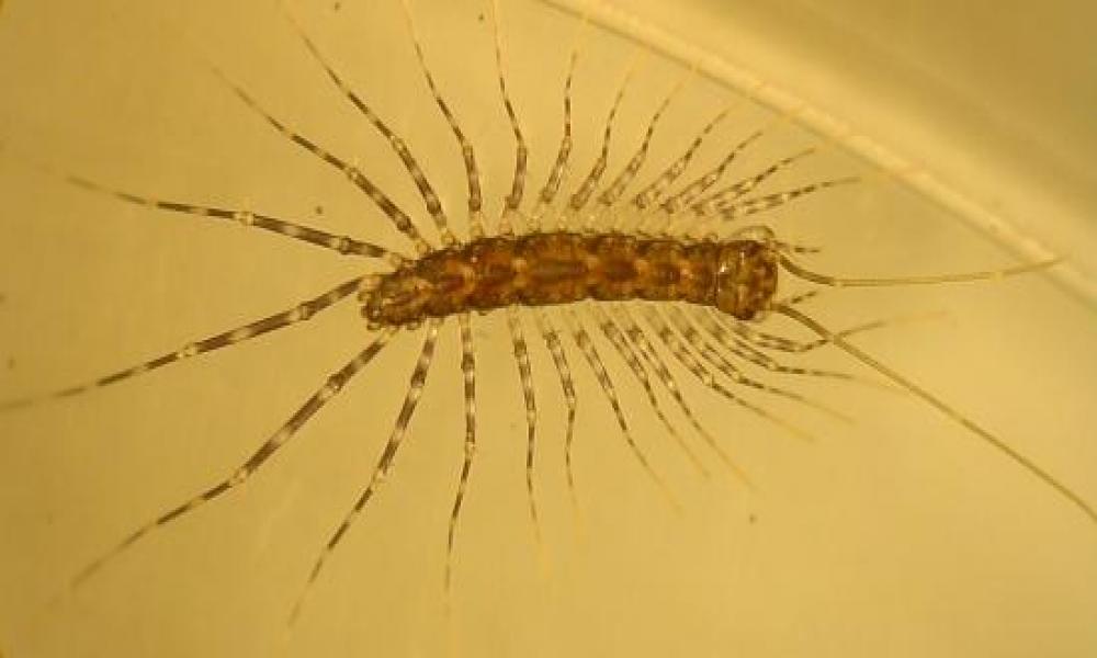 Firman CONABIO y CUC convenio de colaboración para realizar investigación sobre los miriápodos de México