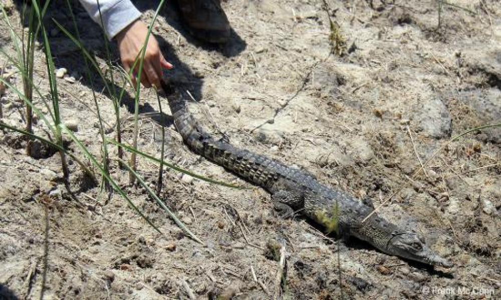 Liberación de 33 cocodrilos del CUCosta en el estero El Salado