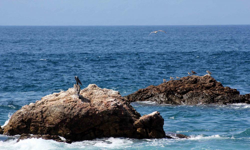Amplía CUCosta zona de restauración en Islas Marietas