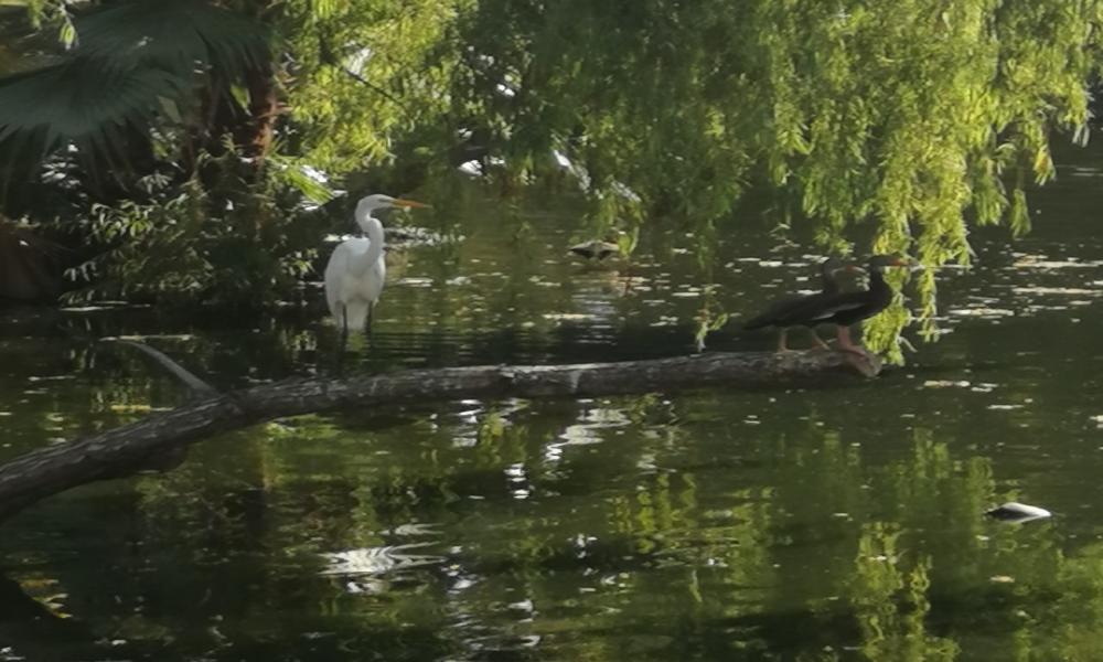 “Urge Proteger Zonas de Aves Migratorias” Dr. Langle Flores