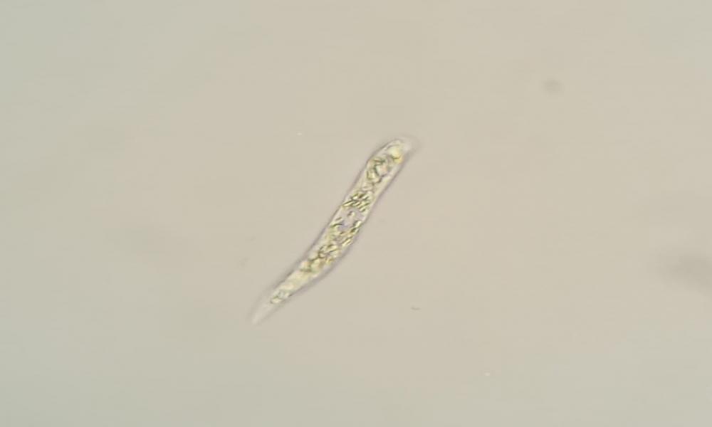 Advierten investigadores del CUCosta presencia de “marea verde”