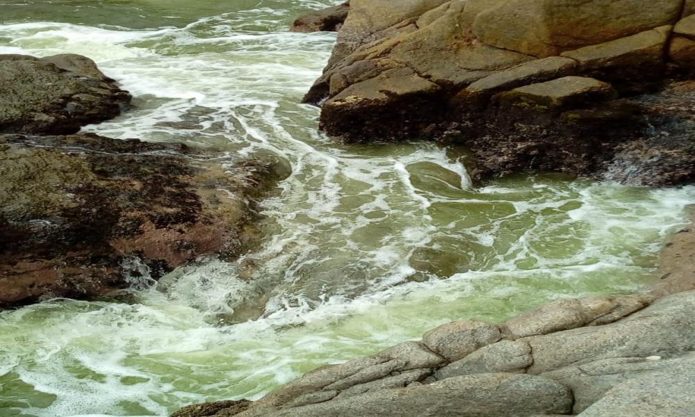 Advierten investigadores del CUCosta presencia de “marea verde”