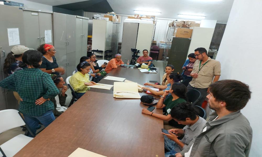 Profesores y alumnos del CUCosta identifican árboles nativos