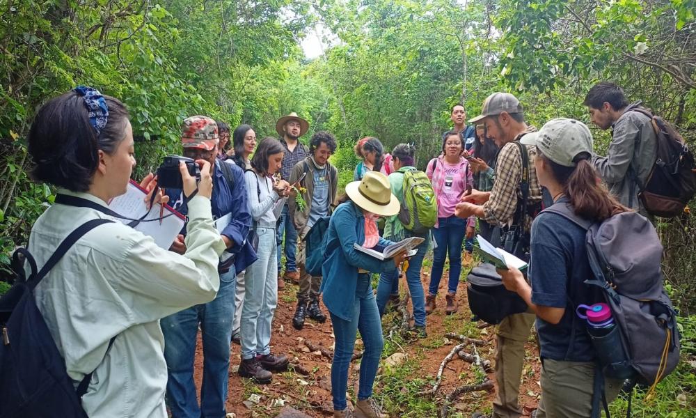 Profesores y alumnos del CUCosta identifican árboles nativos
