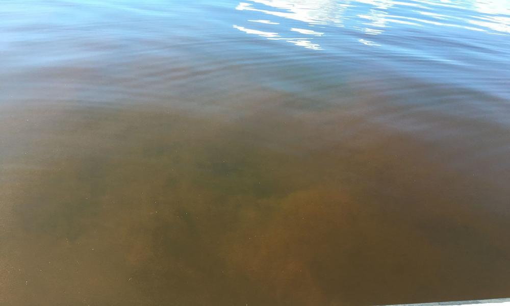 Confirman investigadores del CUCosta presencia de marea roja desde hace 13 años