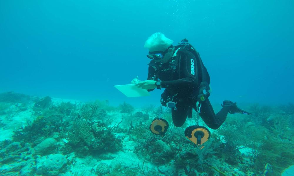 La vida estaría en crisis sin servicios ecosistémicos de océanos