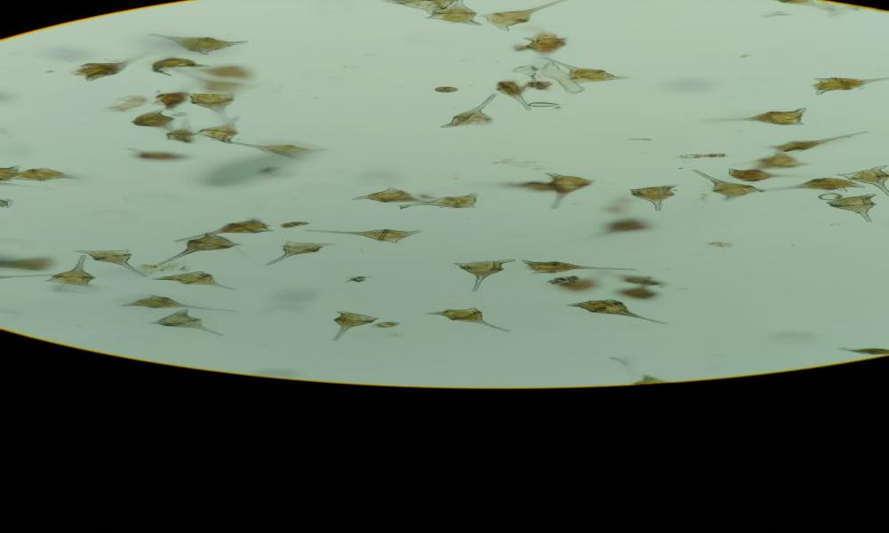 Sin riesgo consumo de mariscos ante marea roja Investigadora del CUCosta