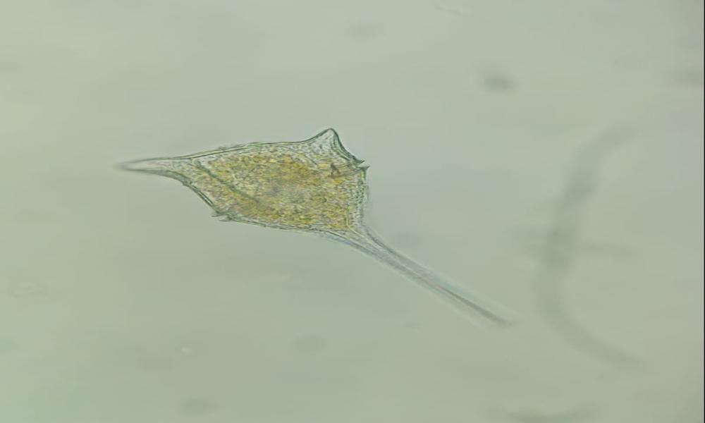 Sin riesgo consumo de mariscos ante marea roja Investigadora del CUCosta