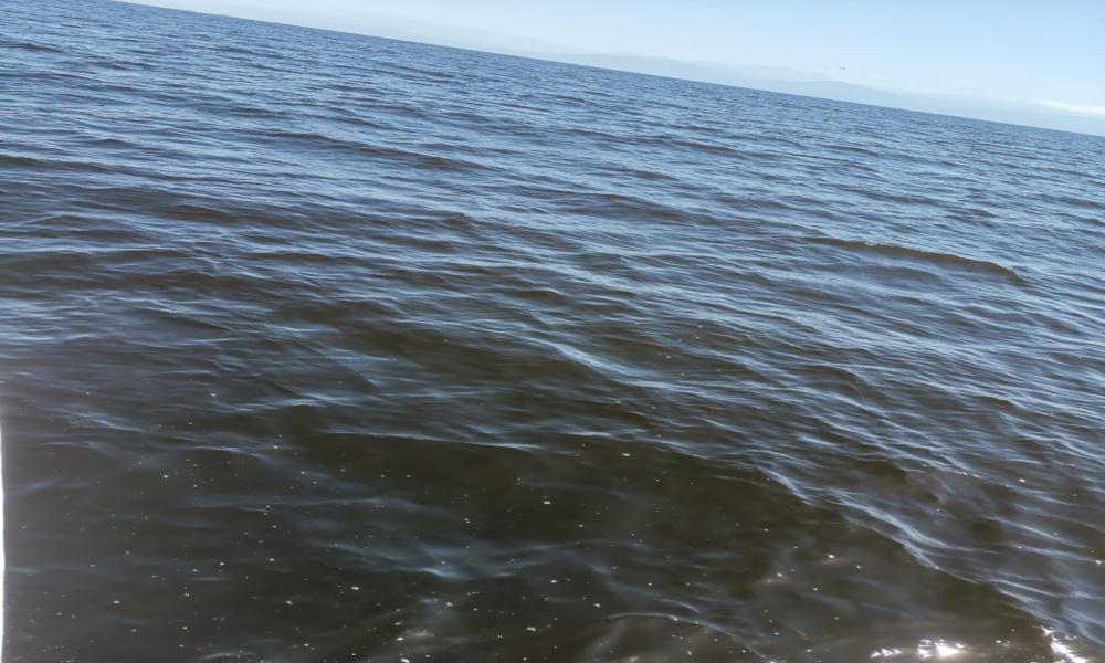 Sin riesgo consumo de mariscos ante marea roja Investigadora del CUCosta