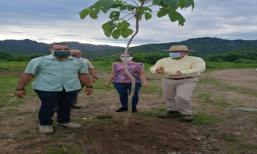 Inicia la reforestación en la ribera del Río Pitillal
