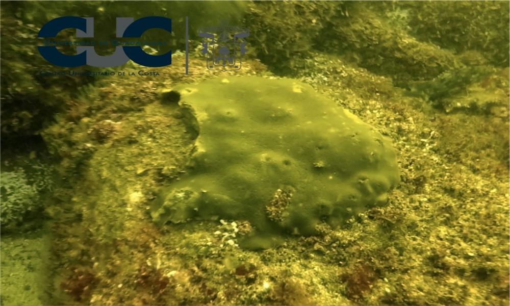 Urgen mejores prácticas de buzos en Los Arcos de Mismaloya