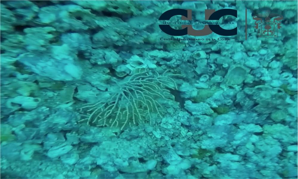 Urgen mejores prácticas de buzos en Los Arcos de Mismaloya