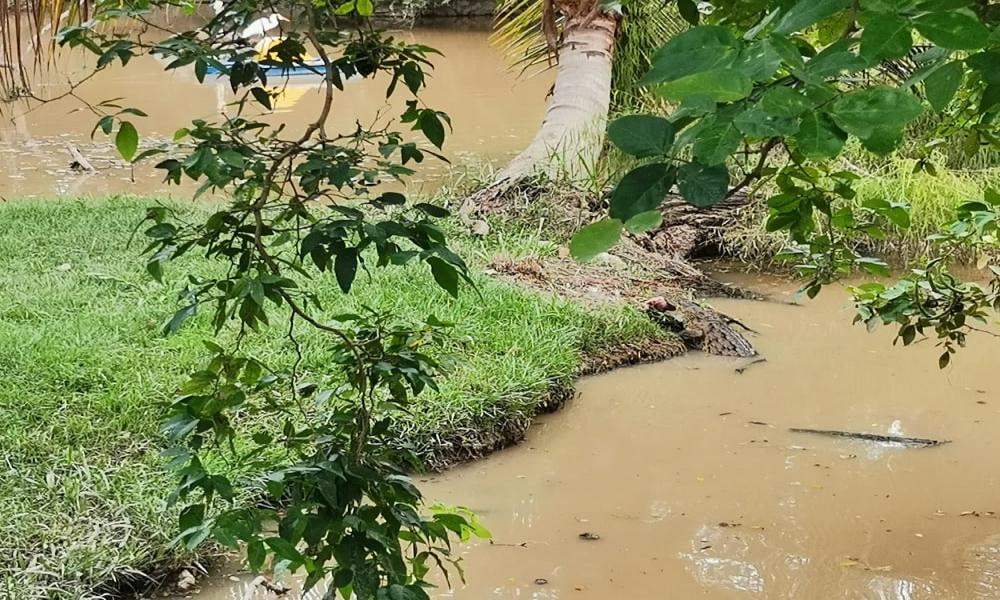 La presencia de cocodrilo sorprende gratamente a la comunidad universitaria
