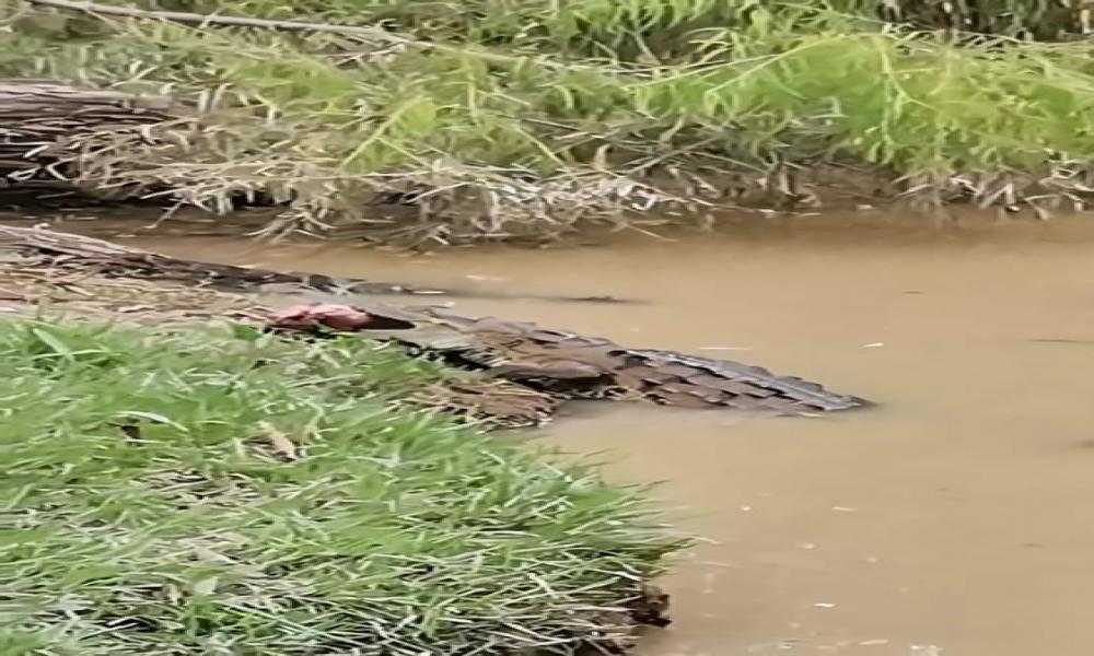La presencia de cocodrilo sorprende gratamente a la comunidad universitaria