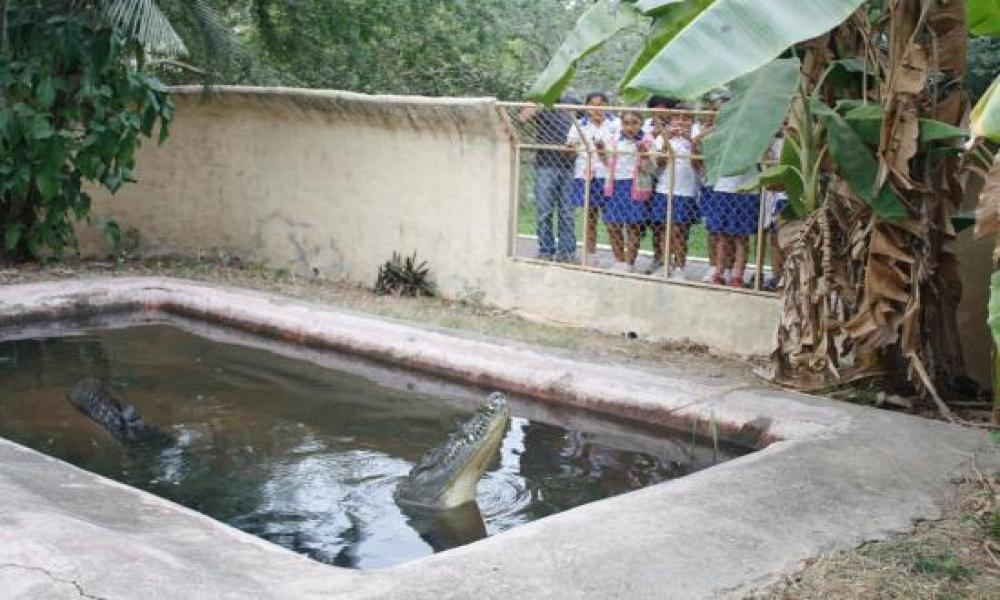 Museo Peter Gray despierta creatividad en niños
