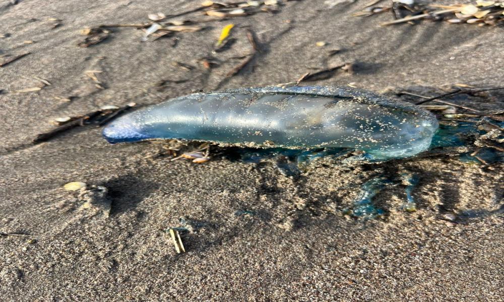 En el invierno, “La Fragata Portuguesa” se acumula en el mar y playa