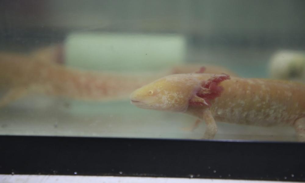 Contribuye CUCosta con sus investigaciones en la sobrevivencia del Ajolote