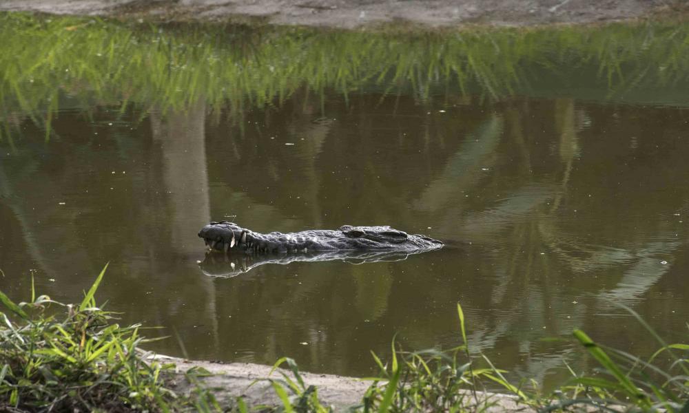 Afectan a población de cocodrilos en Vallarta y Bahía de Banderas
