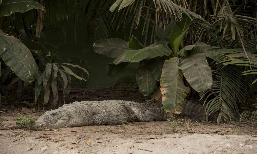 Afectan a población de cocodrilos en Vallarta y Bahía de Banderas