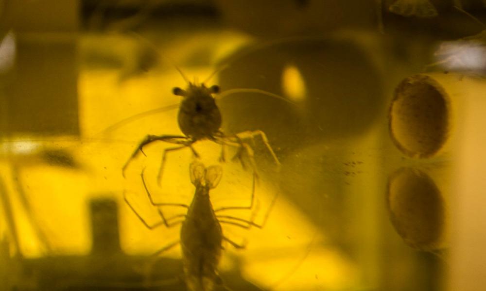 Presentarán expertos avances en investigación y cultivo de langostinos