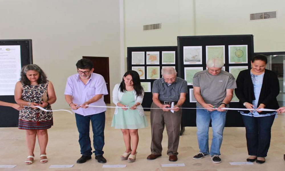 Presentan biólogos exposición fotográfica sobre micro algas marinas