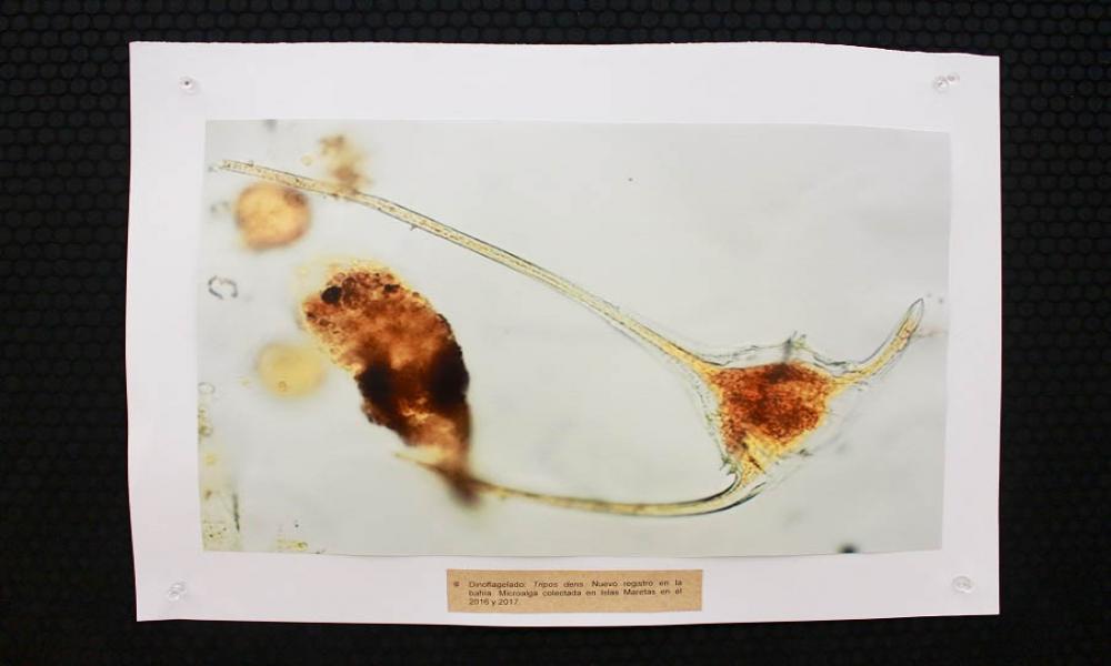 Presentan biólogos exposición fotográfica sobre micro algas marinas