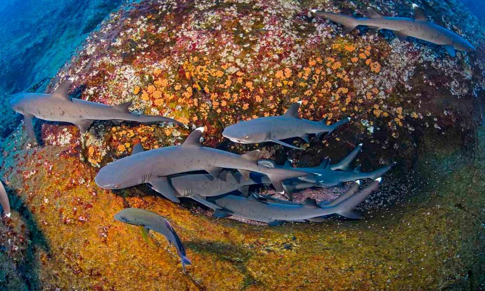 CUCosta exhibirá premier de documental de National Geographic