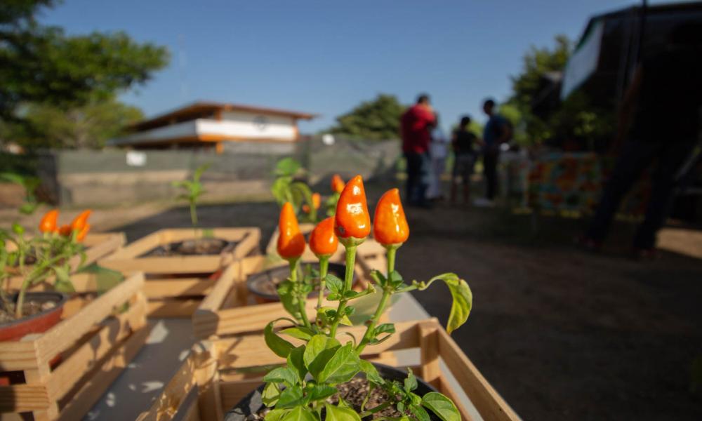 Inauguran huerto orgánico “Jardín Gourmet” en CUCosta