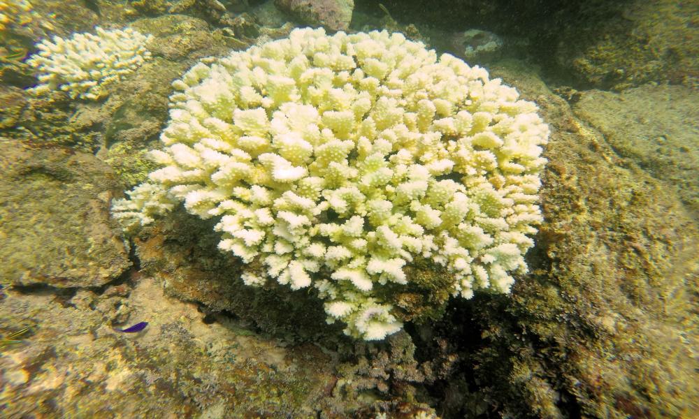 Cambio climático incide en cierre de Islas Marietas investigador