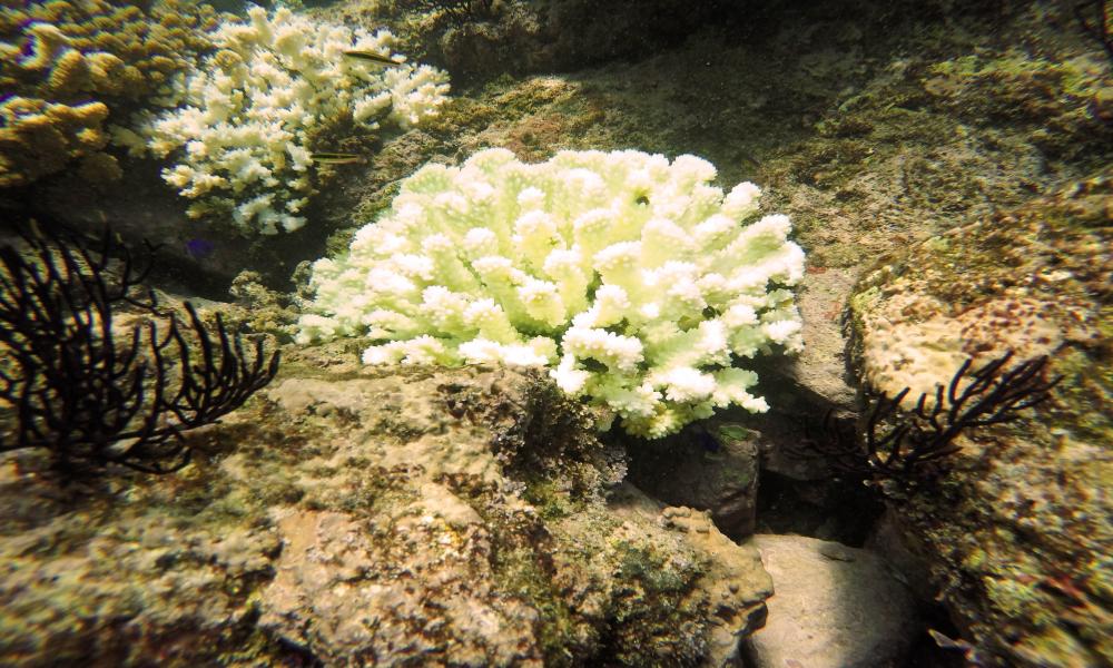 Cambio climático incide en cierre de Islas Marietas investigador
