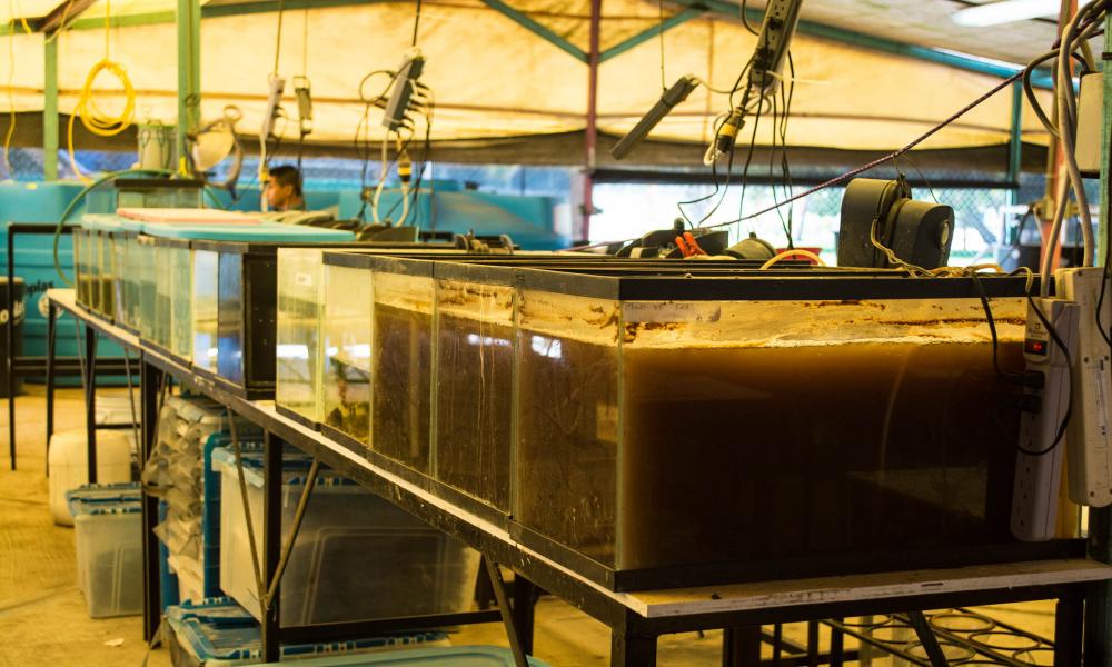 Peces de río podrían auxiliar en control del mosquito transmisor del dengue