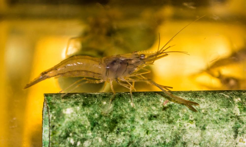 Peces de río podrían auxiliar en control del mosquito transmisor del dengue