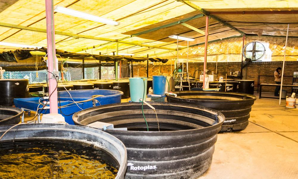 Peces de río podrían auxiliar en control del mosquito transmisor del dengue