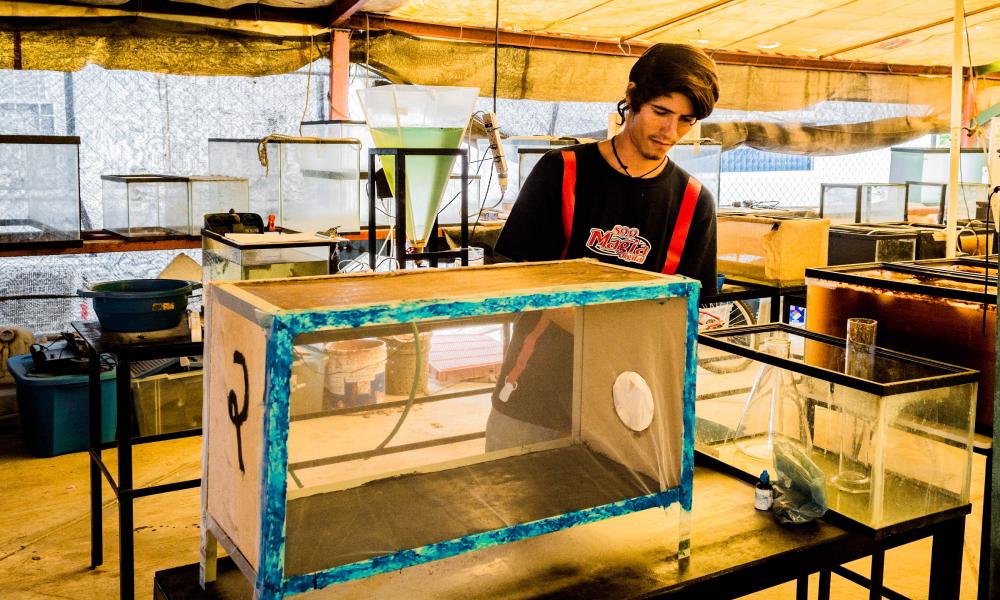 Peces de río podrían auxiliar en control del mosquito transmisor del dengue