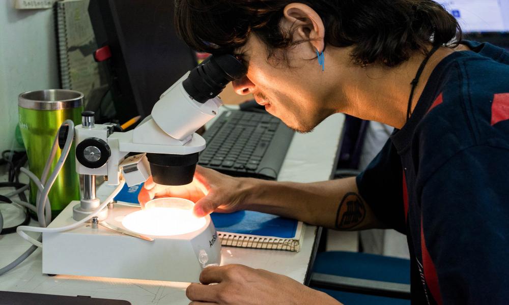 Peces de río podrían auxiliar en control del mosquito transmisor del dengue