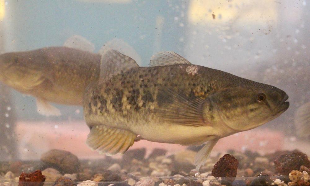 UdeG estudia cultivo del pez chame para combatir el hambre