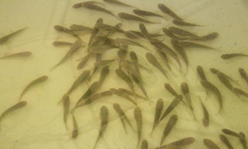 UdeG estudia cultivo del pez chame para combatir el hambre