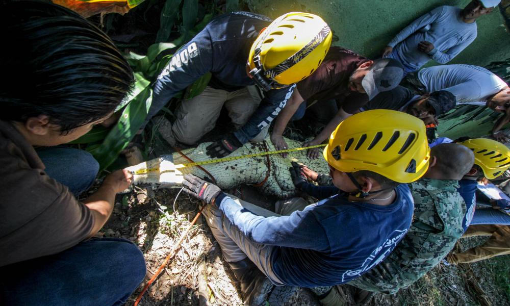 Manejo y Conservación de Cocodrilos